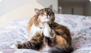 Flea diseases clearance in cats